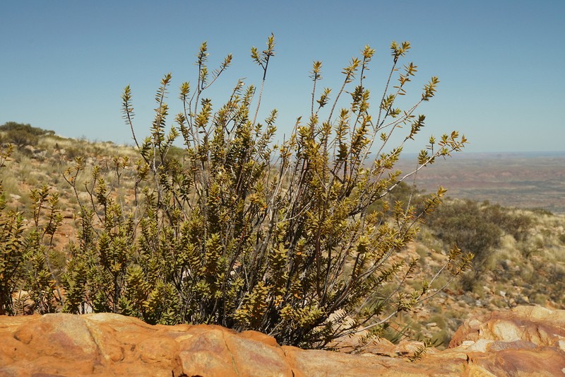 Styphelia sonderensis photo 2