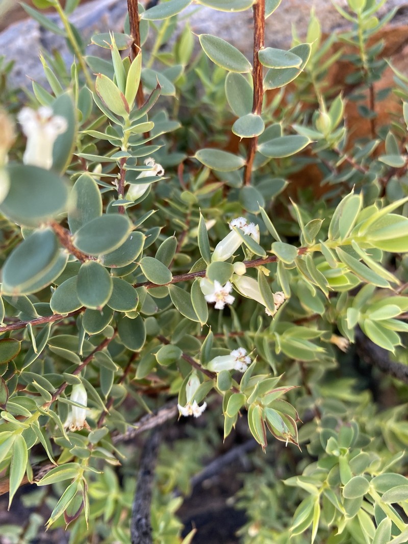 Styphelia sonderensis photo 3