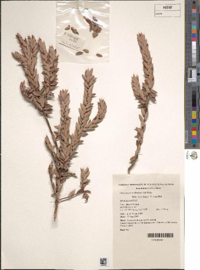 Styphelia sonderensis photo 5