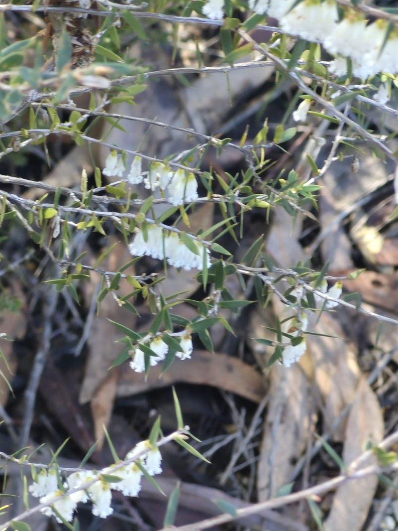 Styphelia sparsa