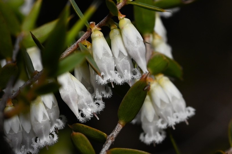 Styphelia sparsa photo 2