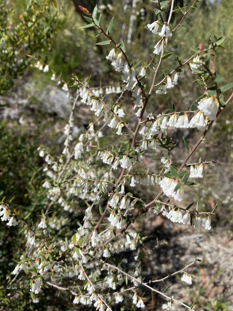 Styphelia sparsa photo 3