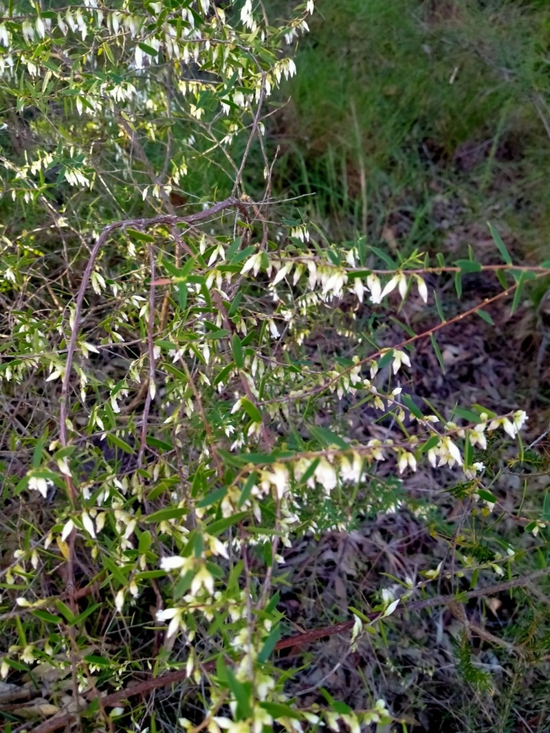 Styphelia sparsa photo 5