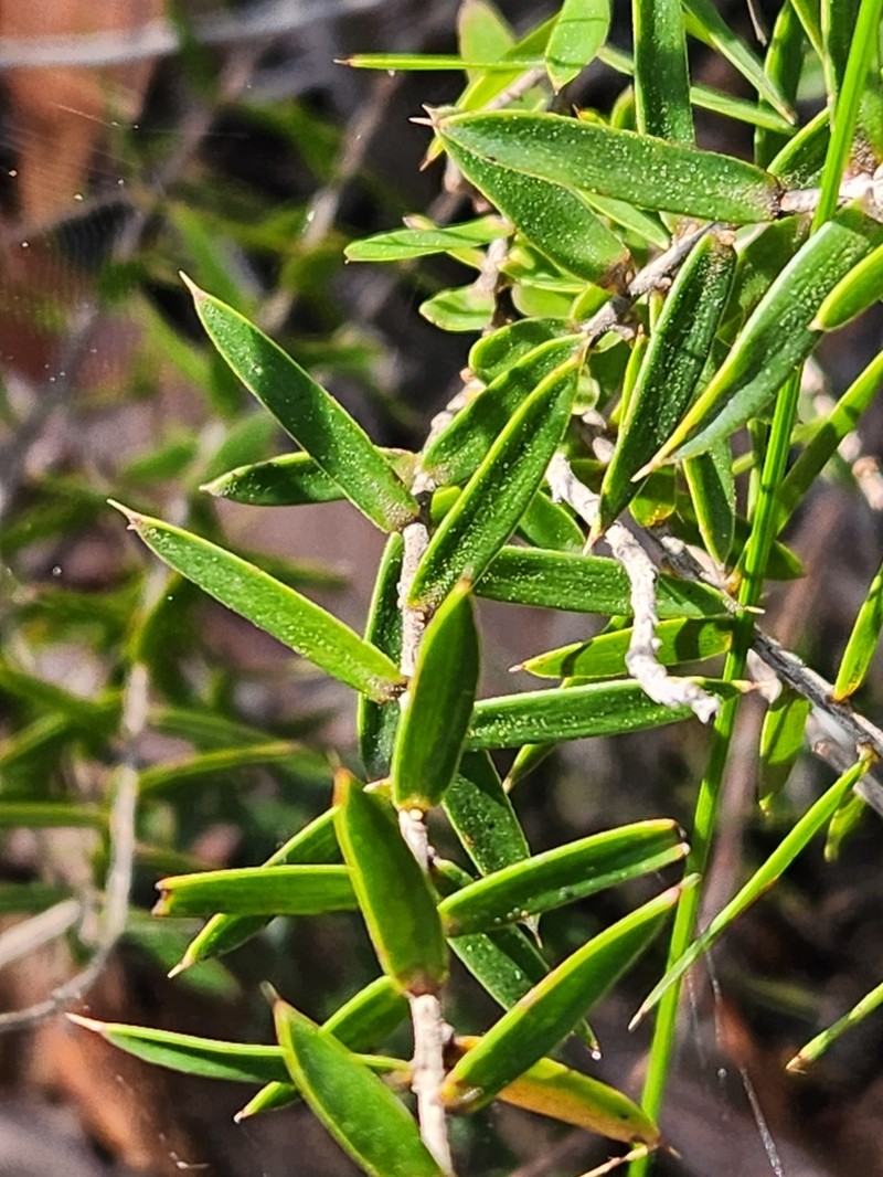 Styphelia sparsa photo 6