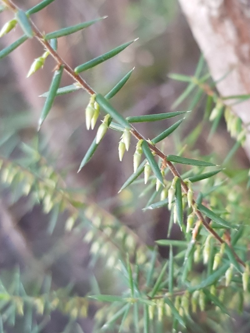 Styphelia sparsa photo 7