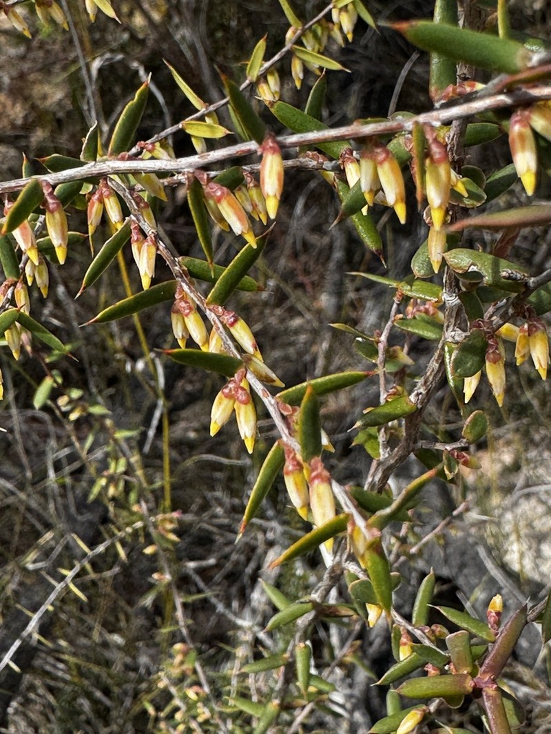 Styphelia sparsa photo 8