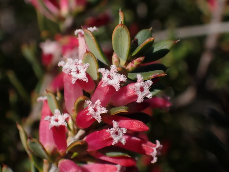 Styphelia speciosa