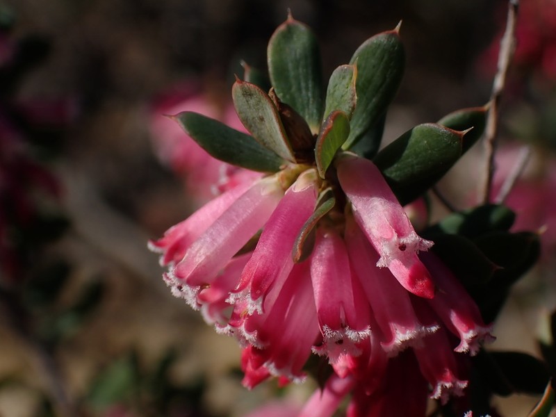 Styphelia speciosa photo 2