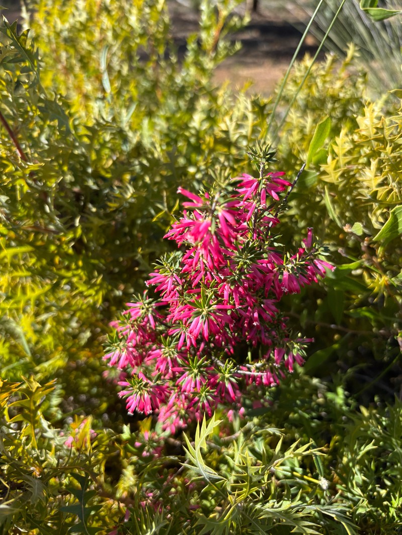 Styphelia speciosa photo 3