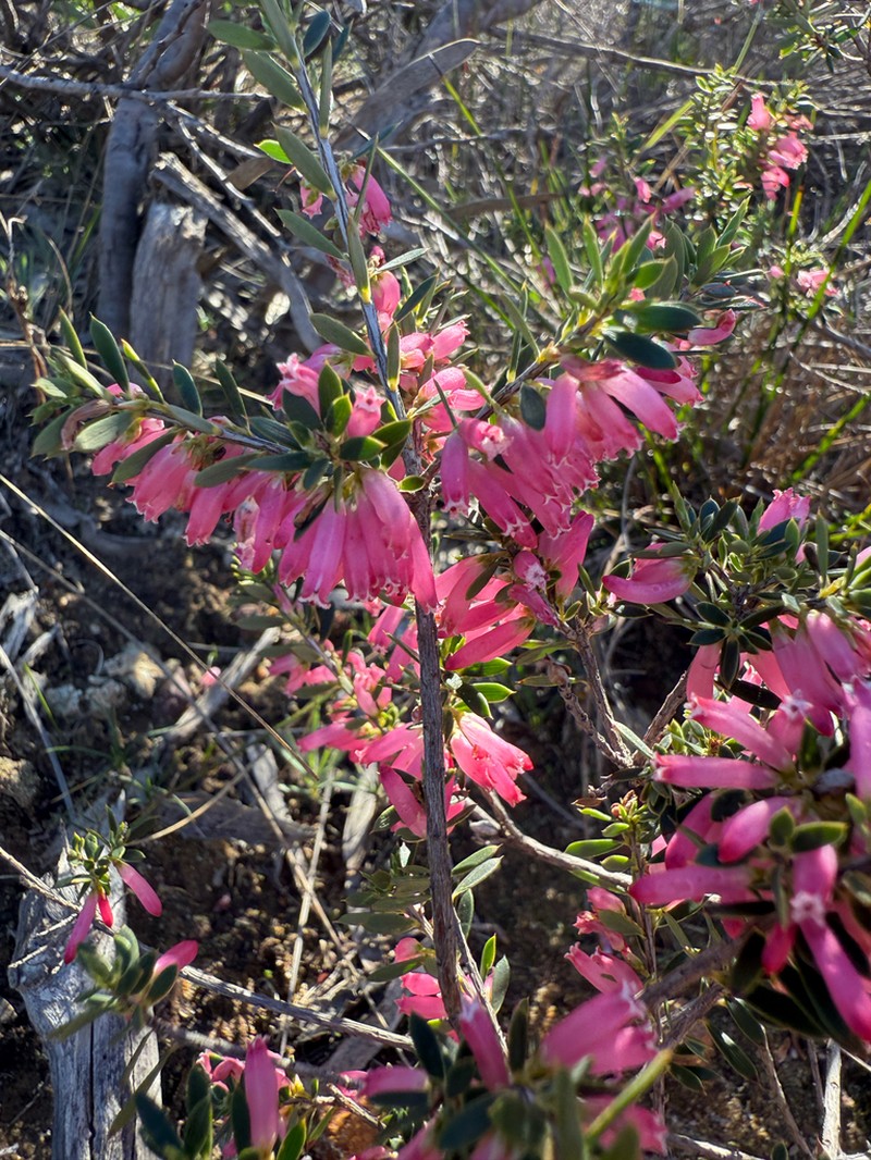 Styphelia speciosa photo 4