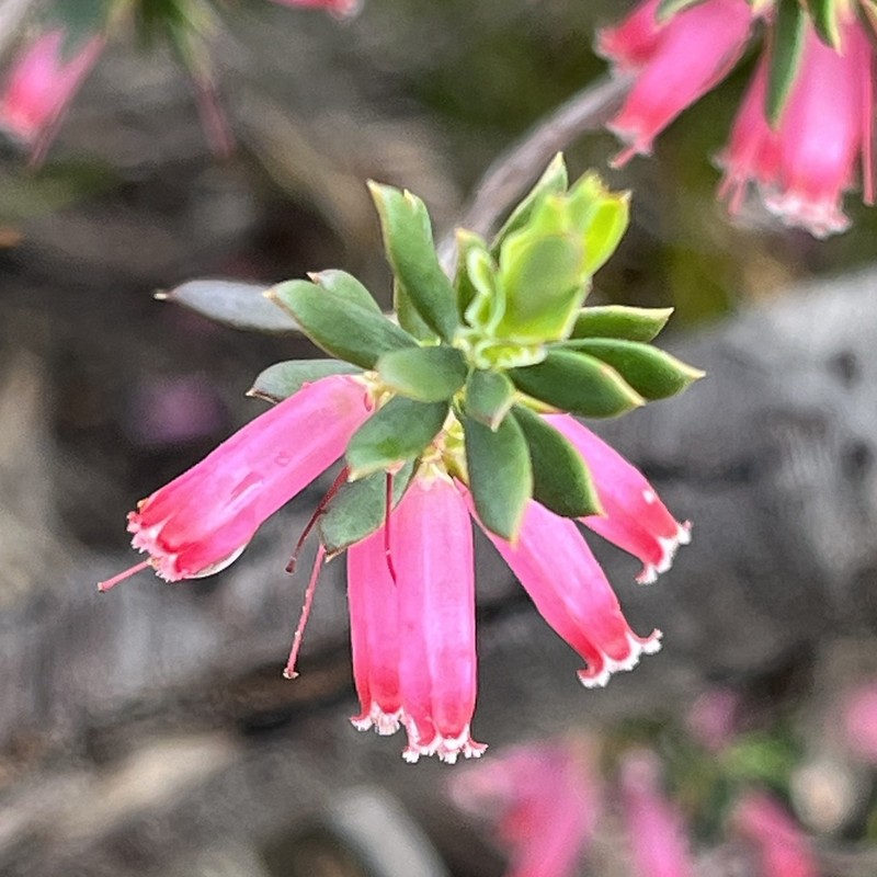 Styphelia speciosa photo 5