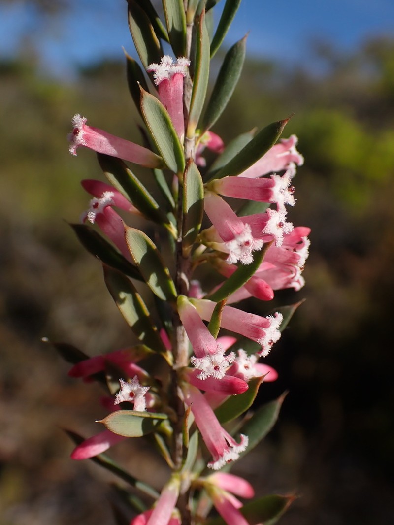 Styphelia speciosa photo 6