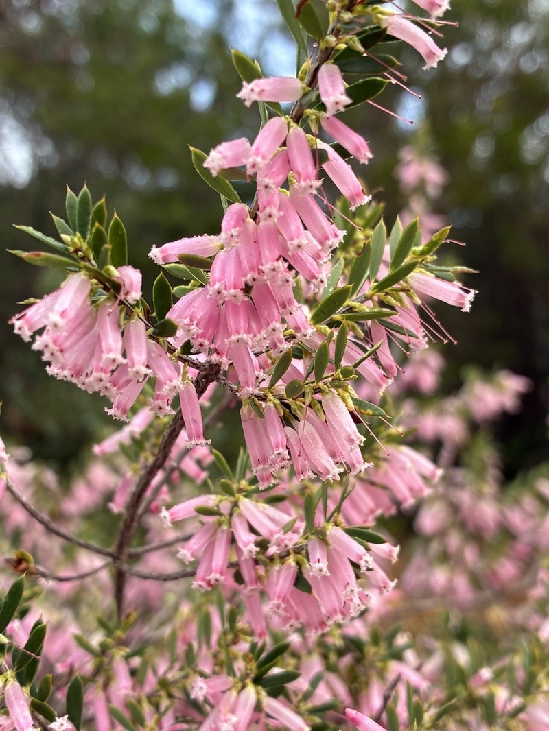 Styphelia speciosa photo 7