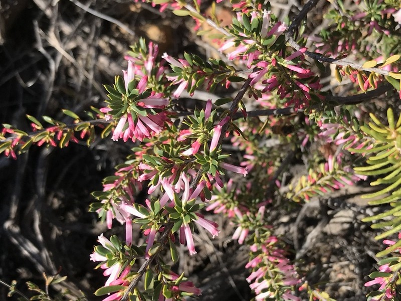 Styphelia speciosa photo 8