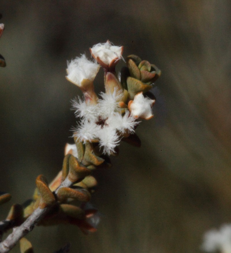 Styphelia subglauca photo 2