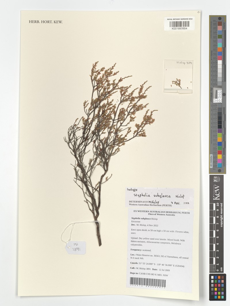 Styphelia subglauca photo 3