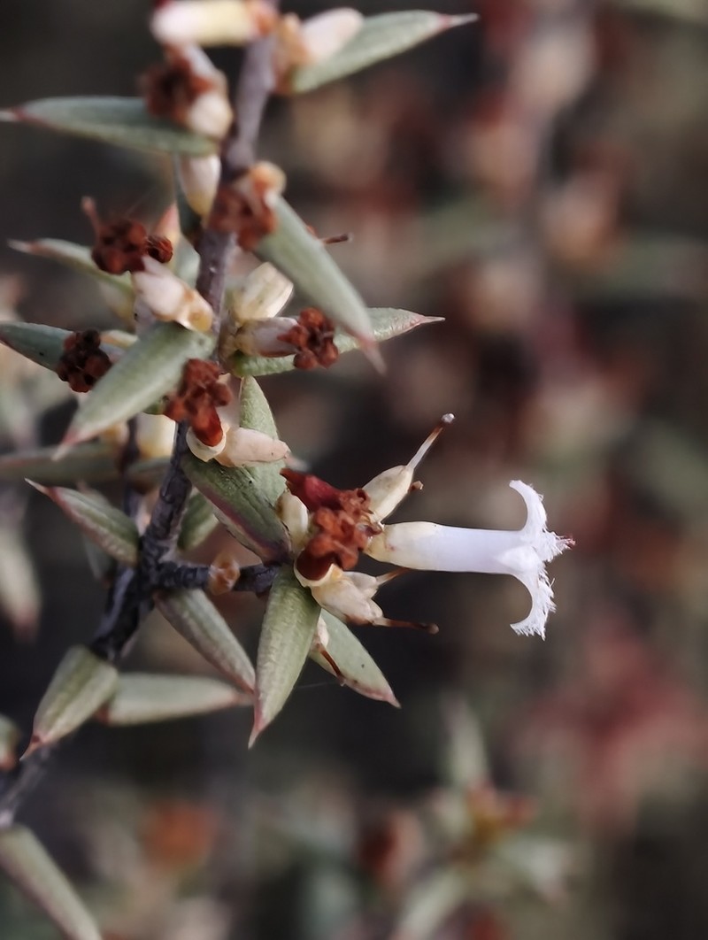 Styphelia subulata