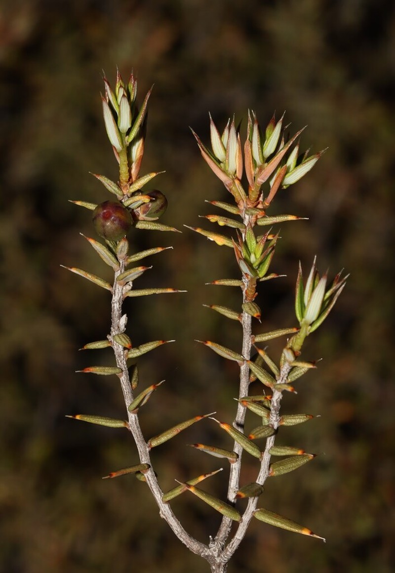 Styphelia subulata photo 2