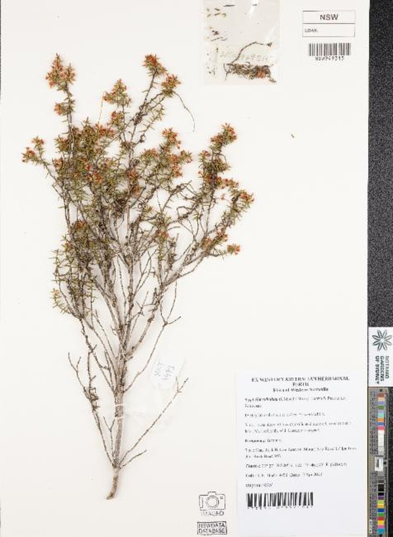 Styphelia subulata photo 4