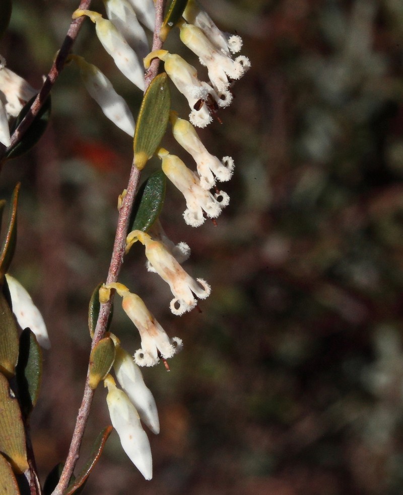 Styphelia tarinensis
