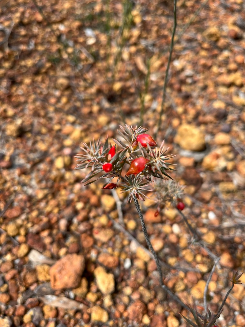 Styphelia tortifolia