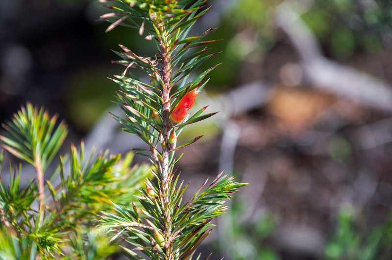 Styphelia tortifolia photo 2