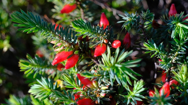 Styphelia tortifolia photo 3