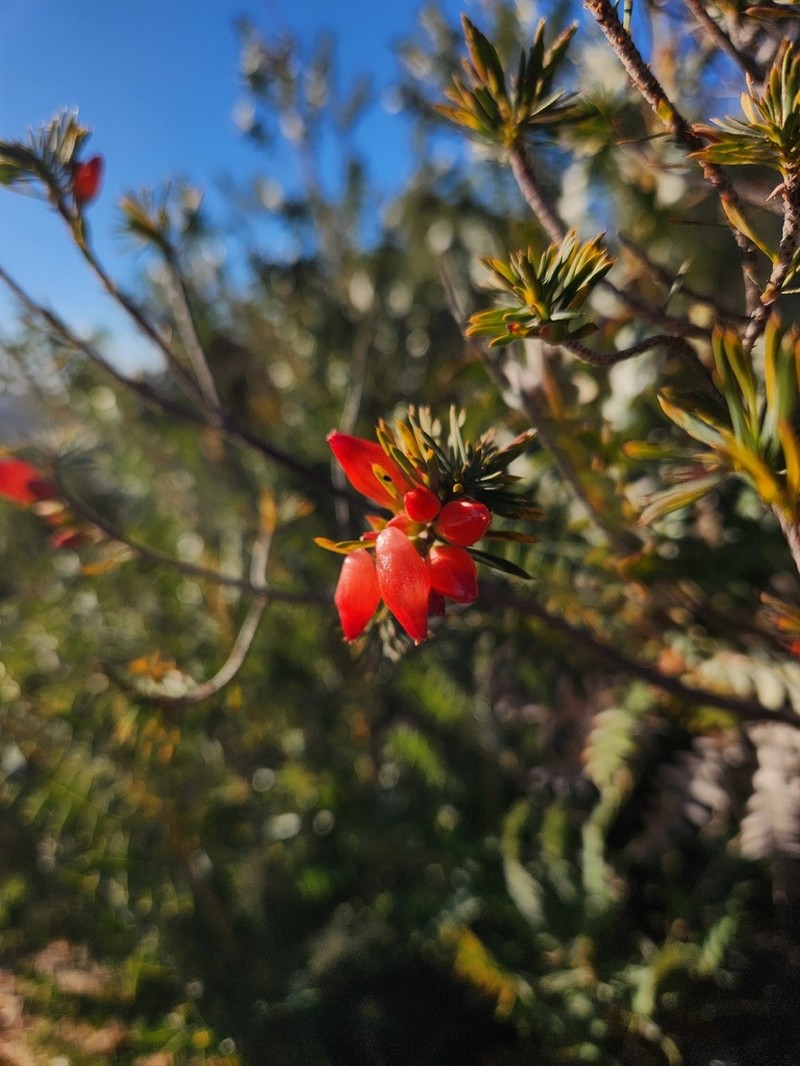 Styphelia tortifolia photo 4