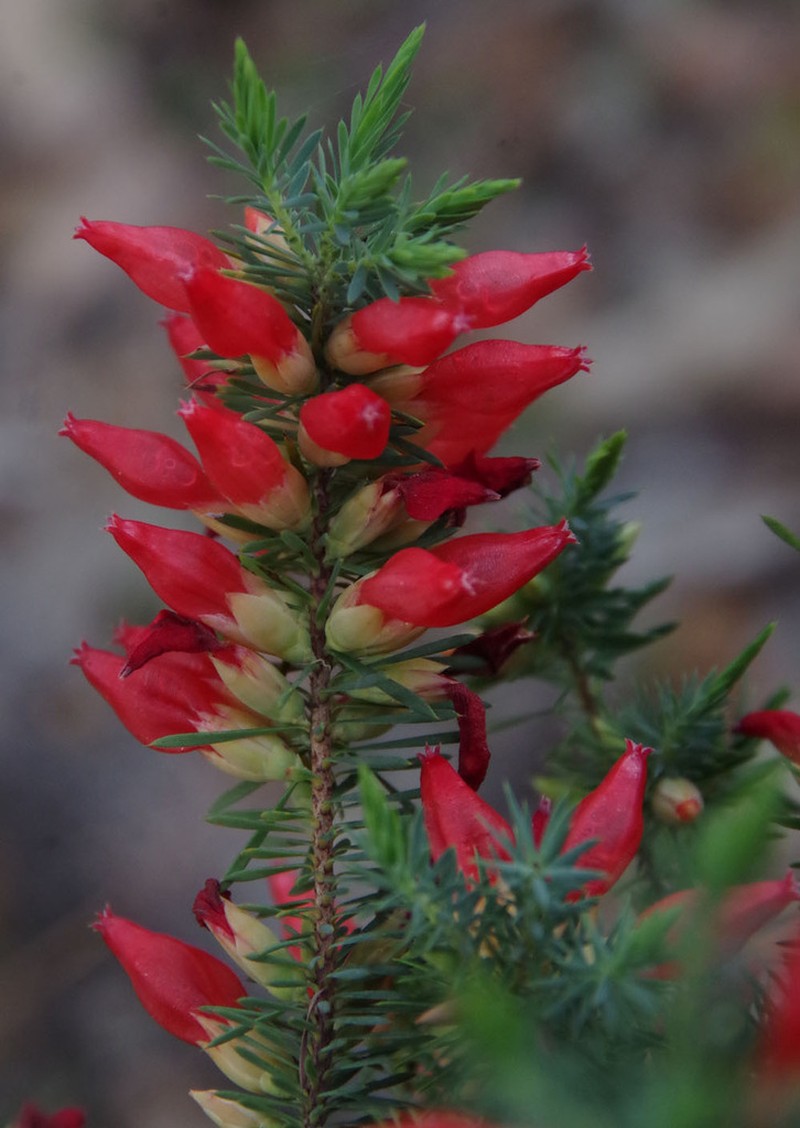 Styphelia tortifolia photo 5