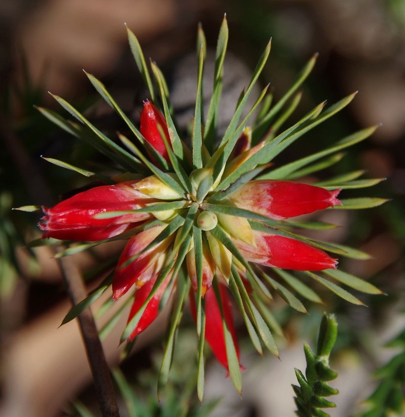 Styphelia tortifolia photo 6