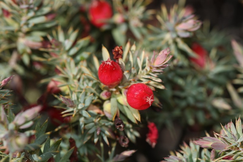 Styphelia tortifolia photo 7