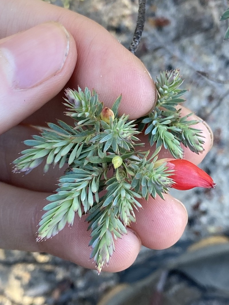 Styphelia tortifolia photo 8