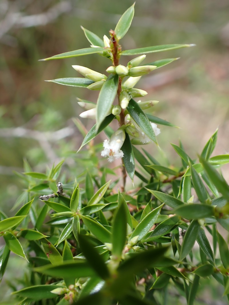Styphelia trichostyla