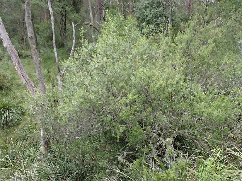 Styphelia trichostyla photo 2