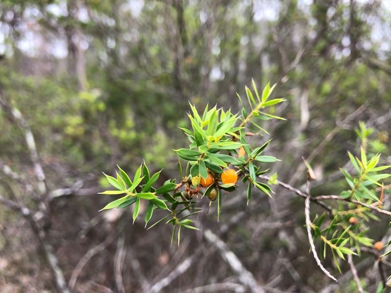 Styphelia trichostyla photo 3