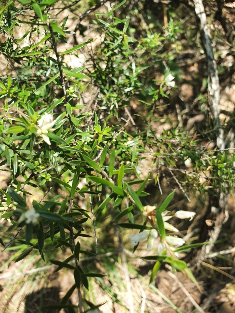 Styphelia trichostyla photo 4