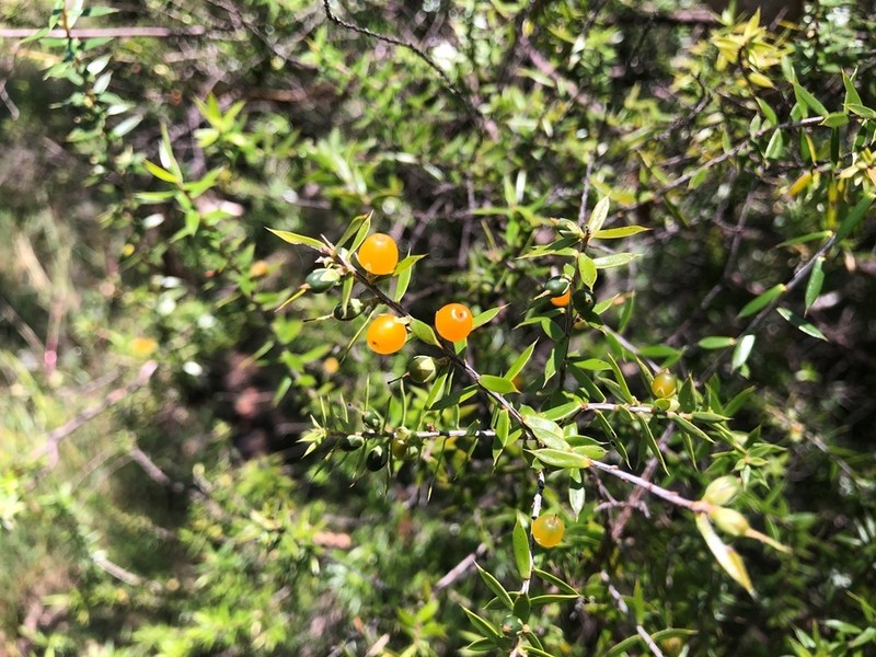 Styphelia trichostyla photo 6