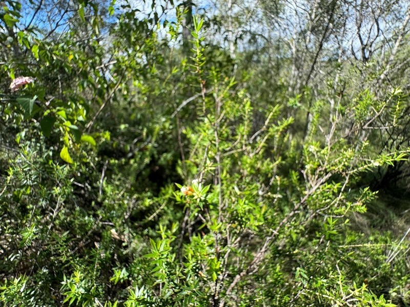 Styphelia trichostyla photo 7