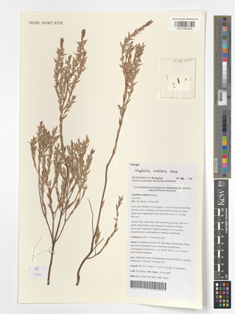 Styphelia undulata photo 2
