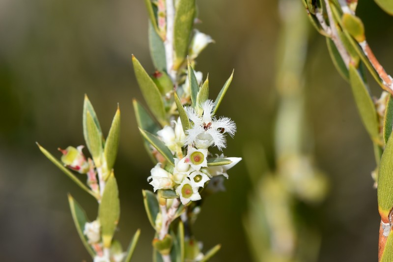 Styphelia undulata