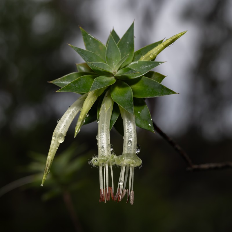 Styphelia viridis subsp. viridis