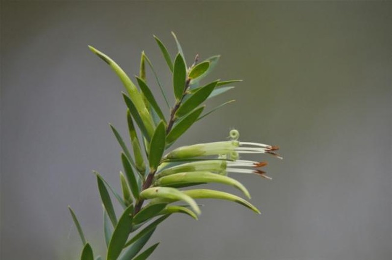 Styphelia viridis subsp. viridis photo 2