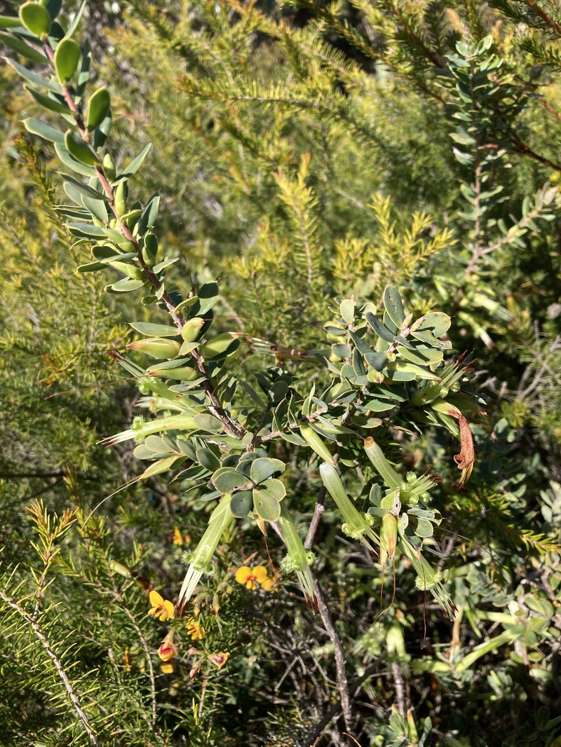 Styphelia viridis subsp. viridis photo 3
