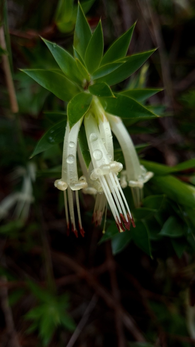 Styphelia viridis subsp. viridis photo 4
