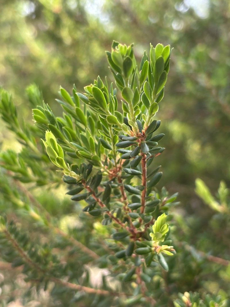 Styphelia yorkensis