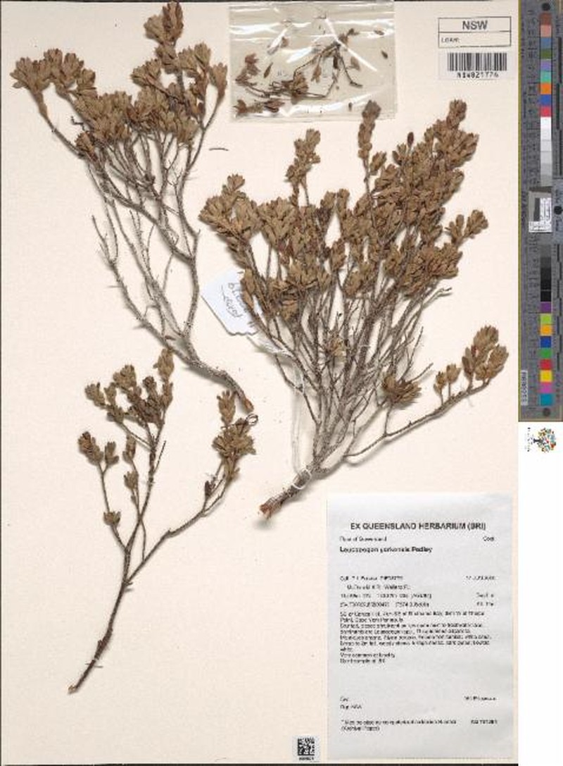 Styphelia yorkensis photo 2