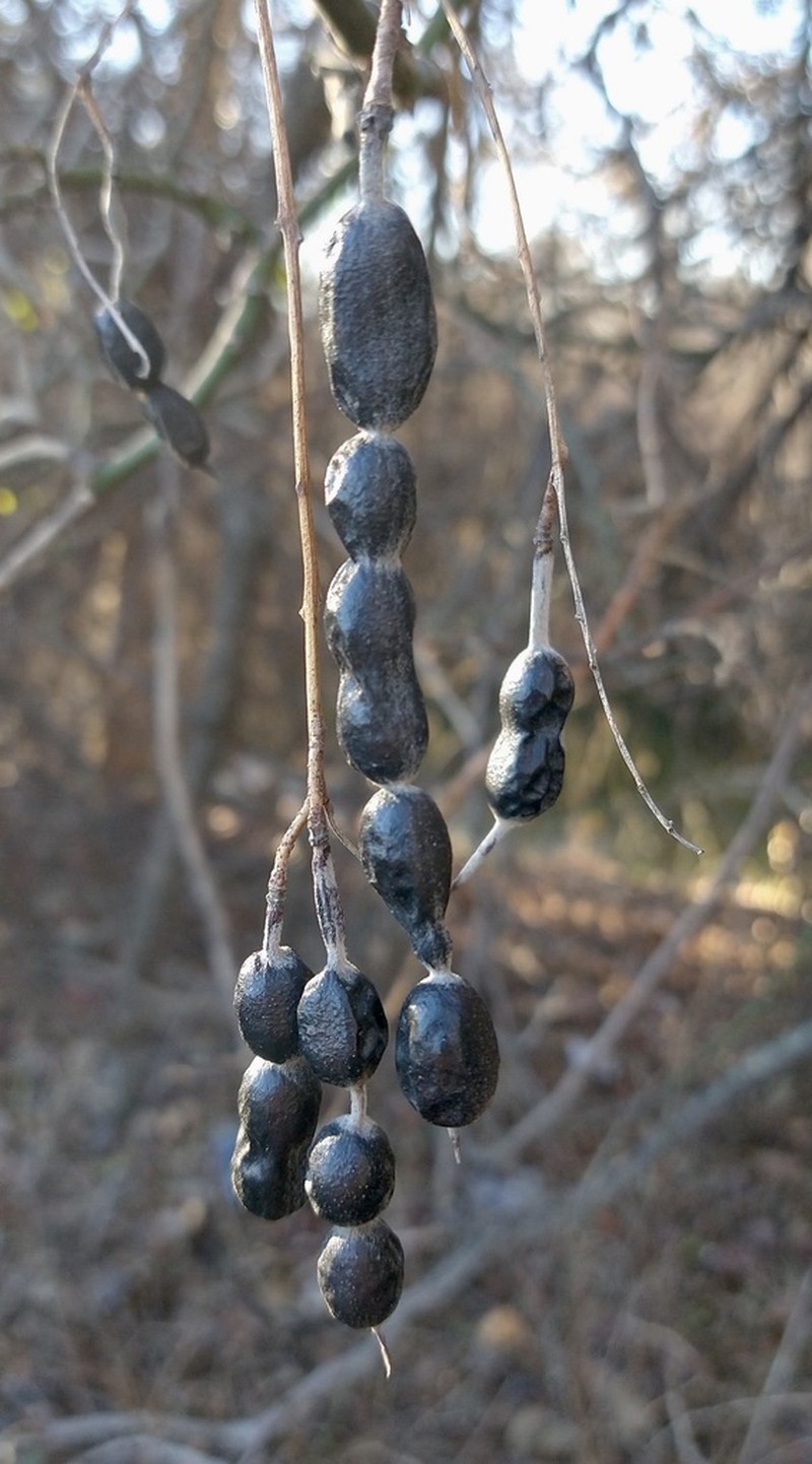Eve's Necklacepod photo 5