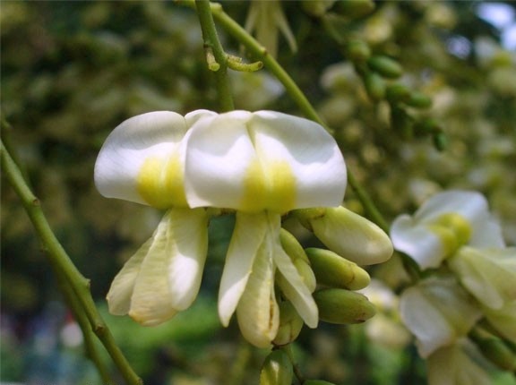 Japanese Pagoda Tree photo 5