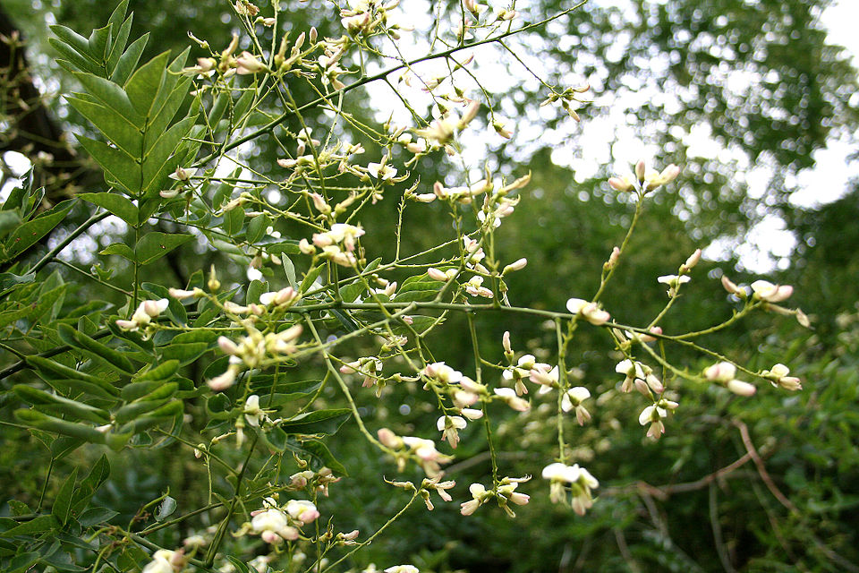 Japanese Pagoda Tree photo 6