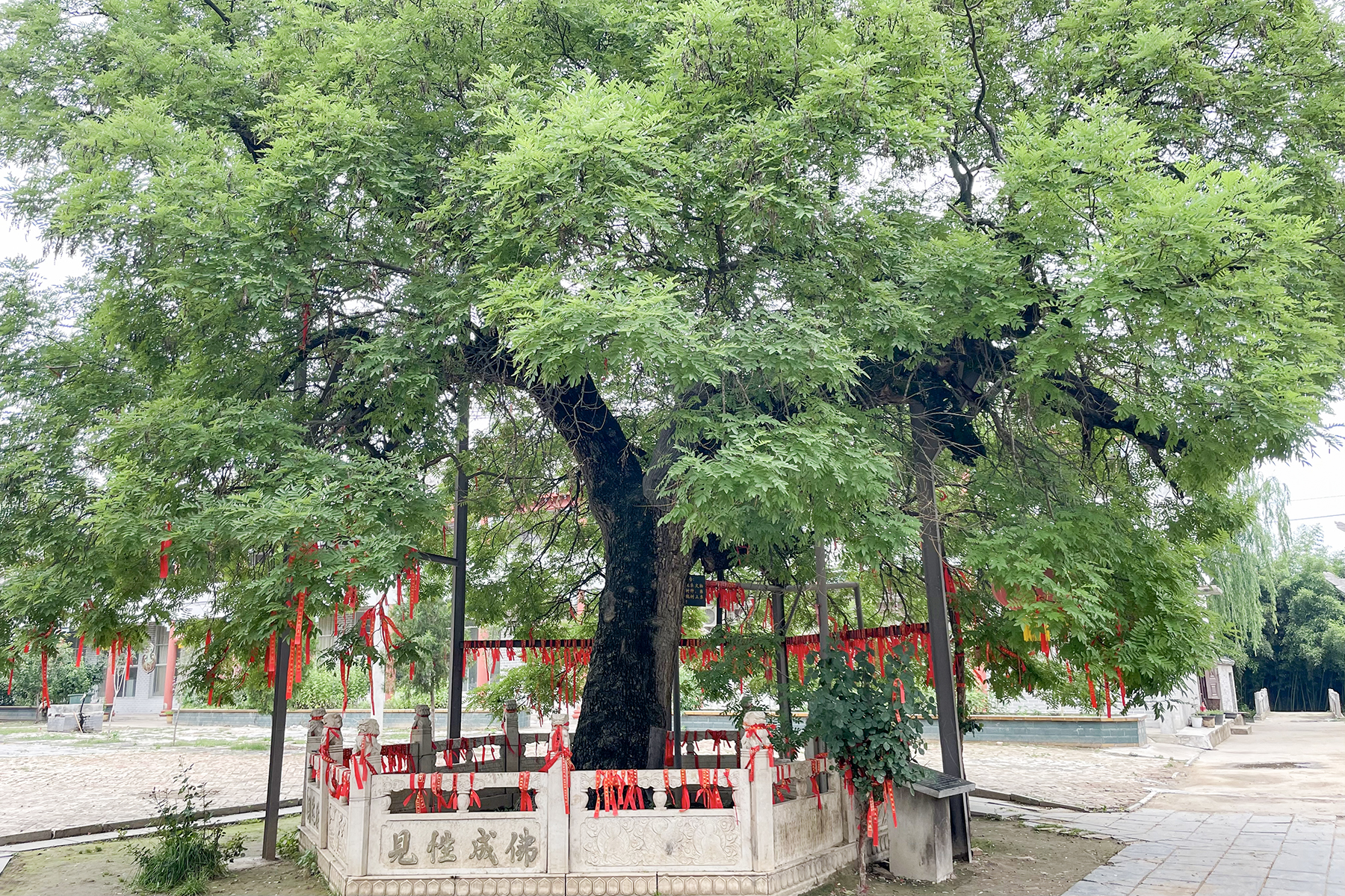 Japanese Pagoda Tree photo 7